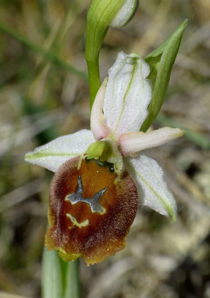 Ophrys crabronifera nellAbruzzo aquilano - aprile  2022.